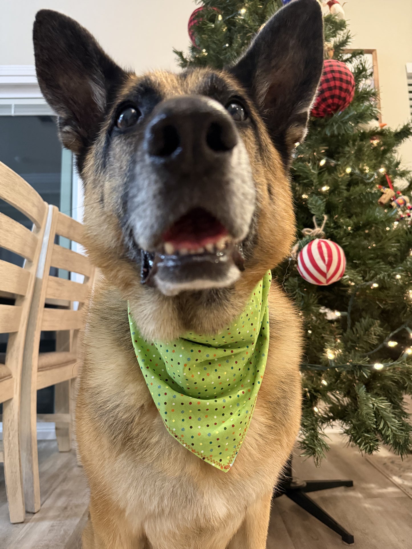 PET BANDANA - HOLIDAY AVOCADO & LIME DOTS FINAL SALE