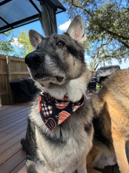 PET BANDANA - PUMPKINS & PLAID FINAL SALE