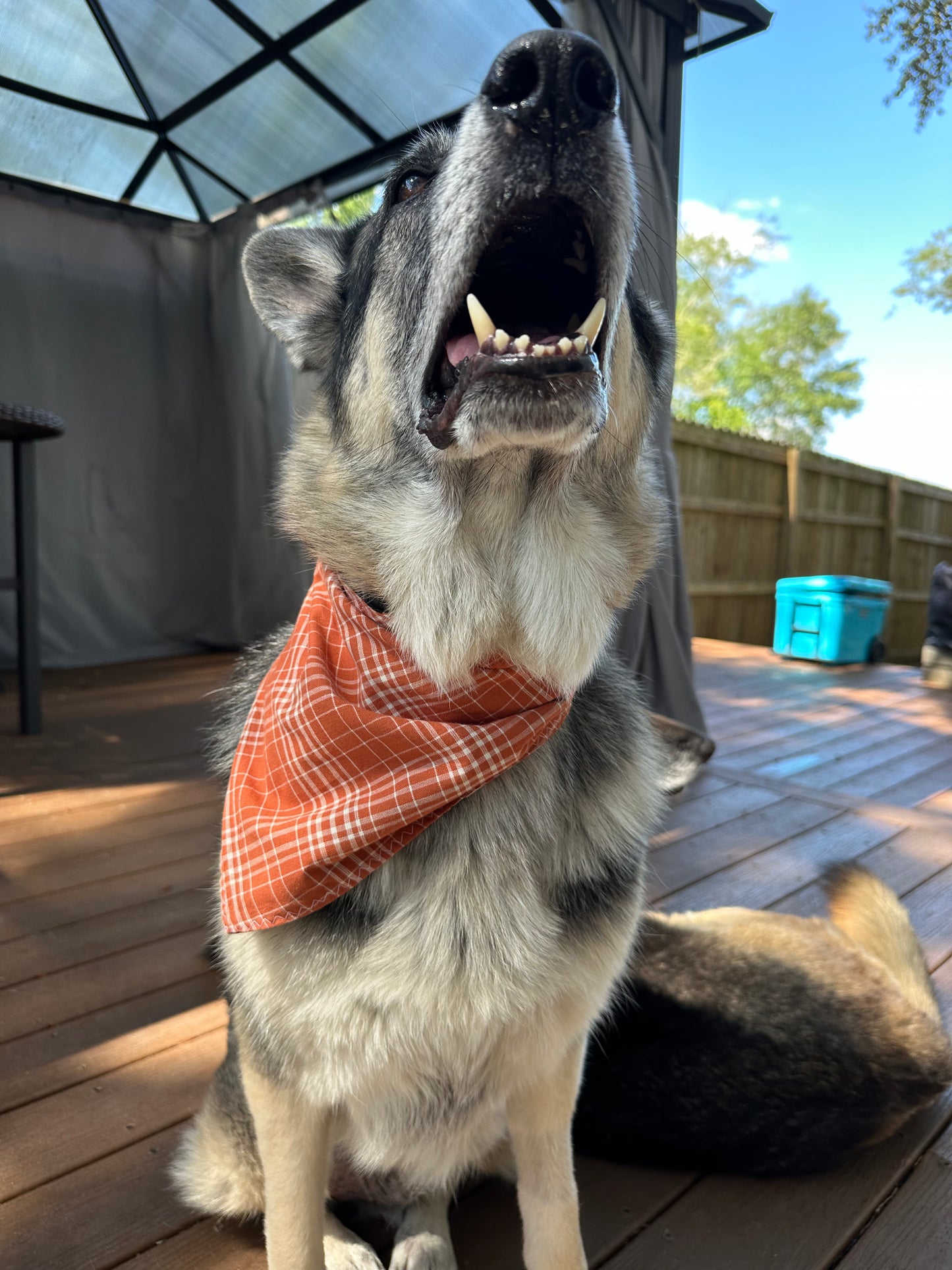 PET BANDANA - PUMPKINS & PLAID FINAL SALE