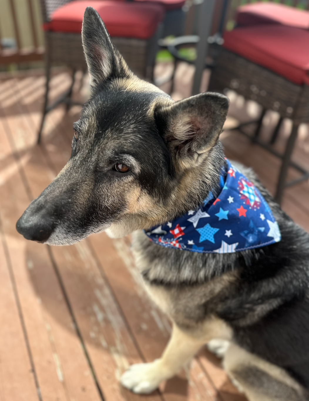 PET BANDANA - AMERICAN STARS & BLUE FINAL SALE