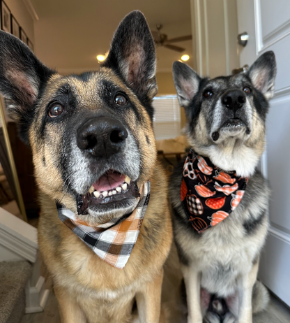 PET BANDANA - BONES AND PLAID FINAL SALE